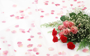 hd-rozen-wallpaper-met-rode-en-roze-rozen-op-een-witte-achtergron