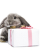 hd-konijnen-wallpaper-met-een-grijs-konijn-en-een-cadeautje-hd-ac