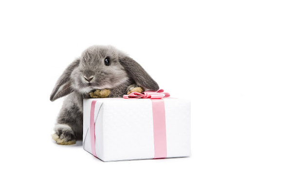 hd-konijnen-wallpaper-met-een-grijs-konijn-en-een-cadeautje-hd-ac