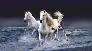 hd-achtergrond-met-drie-witte-paarden-in-de-zee-hd-wallpaper