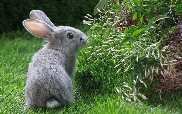 huisdieren-hd-achtergrond-een-grijs-konijn-op-het-gras-hd-wallpap