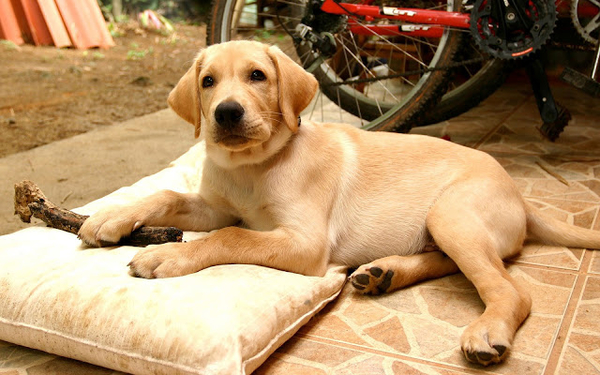 huisdieren-hd-achtergrond-met-een-bruine-hond-lekker-aan-het-rust