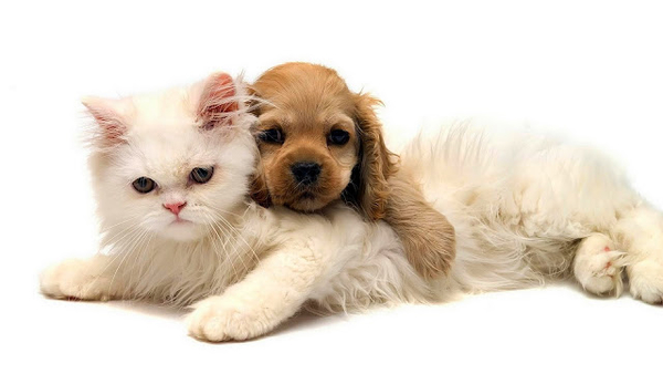 witte-achtergrond-met-een-hond-en-kat-die-lekker-tegen-elkaar-aan