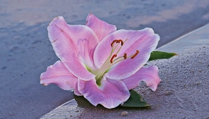 lily-2032684_960_720