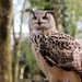 long-eared-owl-1655546_960_720