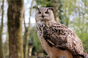 long-eared-owl-1655546_960_720
