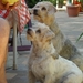 Lucky en Nala Spaanse hondjes, trottetribbeltjes