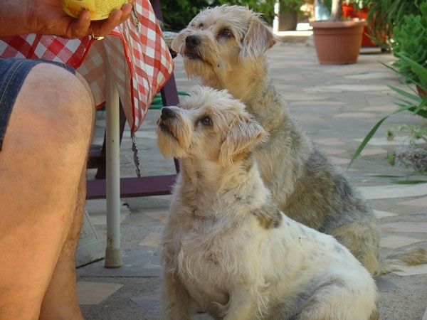 Lucky en Nala Spaanse hondjes, trottetribbeltjes