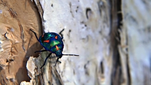 Bark_beetle