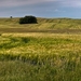 Barley_field