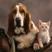 Basset_Dog_and_Kitten