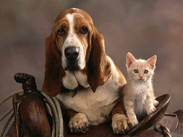 Basset_Dog_and_Kitten