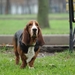 Basset_hound_bred_for_rabbits_and_hare_hunting