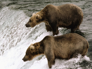Bears_fishing