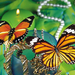 Beautiful_Butterflies_Windows_7_free_wallpaper