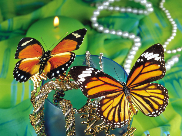 Beautiful_Butterflies_Windows_7_free_wallpaper