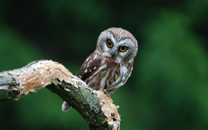 background-picture-of-a-owl-sitting-on-a-branch-hd-birds-wallpape