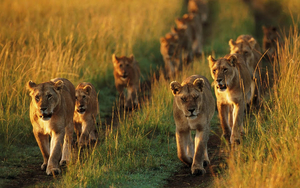 animal-wallpaper-with-a-group-of-lions