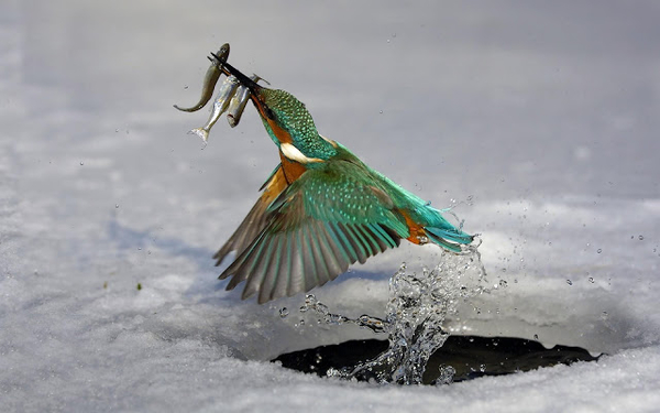 bird-wallpaper-with-a-kingfisher-catching-fish-out-of-a-hole-in-t