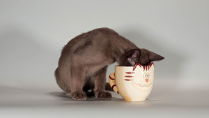 cat-drinking-out-of-a-cup-hd-cats-wallpapers
