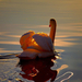 photo-of-a-swimming-white-swan-in-a-lake