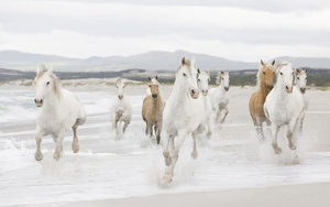 photo-of-fast-running-horses-on-the-beach-hd-horse-wallapers