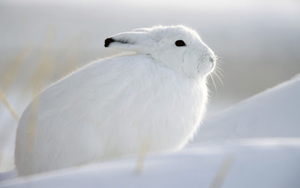 wallpaper-of-a-white-rabbit-in-the-snow-hd-rabbits-wallpapers