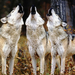 wallpaper-of-three-howling-wolves-hd-animals-wallpapers