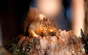 wallpaper-of-two-eating-squirrels