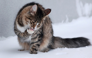 cat-wallpaper-with-a-cat-sitting-in-the-snow-hd-winter-wallpaper