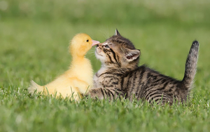 cute-and-funny-wallpaper-of-a-young-cat-and-duck-being-best-frien