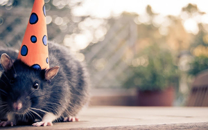 funny-wallpaper-of-a-rat-with-a-hat-hd-animals-wallpapers