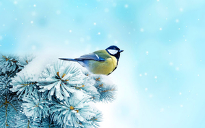 wallpaper-of-a-bird-on-a-branch-covered-with-snow-in-the-winter-h