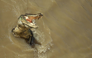 wallpaper-of-a-dangerous-jumping-and-attacking-crocodile