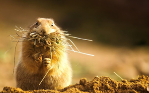 wallpaper-of-a-hamster-with-hay-and-grass-in-its-mouth-hd-hamster
