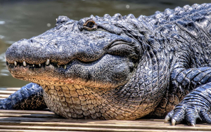 wallpaper-of-a-very-large-crocodile