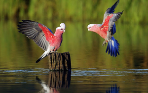 wallpaper-of-two-beautiful-parrots-by-a-lake