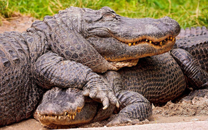 wallpaper-of-two-cuddling-crocodiles-climbing-over-each-other