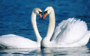 wallpaper-of-two-cuddling-white-swans-in-the-water-hd-swan-wallpa