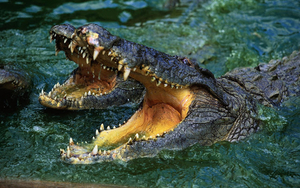 wallpaper-of-two-dangerous-crocodiles-in-the-water