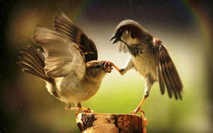 hd-animal-photo-with-two-fighting-birds-hd-birds-wallpaper