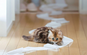 hd-animal-wallpapers-with-a-kitten-playing-with-toilet-paper-hd-c
