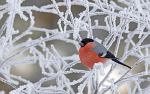 hd-bird-wallpaper-with-a-red-bird-in-a-tree-with-snow-or-ice-hd-b