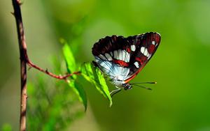hd-butterfly-with-a-beautiful-butterfly-sitting-on-a-plant-butter