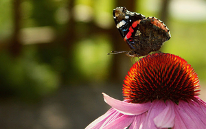 hd-butterfly-with-a-butterfly-sitting-on-a-red-flower-or-plant-bu