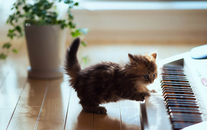 hd-cat-wallpaper-with-a-cute-little-cat-playing-piano-hd-cat-back