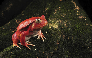 hd-frog-wallpaper-with-a-toxic-red-frog-background-picture