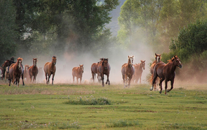 hd-horse-photo-with-a-group-of-fast-running-brown-horses-hd-horse