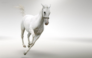 hd-horse-wallpaper-with-a-fast-running-white-horse-hd-horses-wall