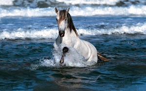 hd-horse-wallpaper-with-a-white-horse-running-through-the-sea-hd-